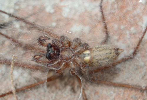Eratigena sp.